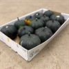 CUCURBITA BLACK CAT